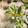 5 JOJOBA Simmondsia Chinensis Fruit Nut Oil Evergreen Shrub Seeds