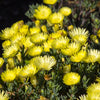 100 Gelato YELLOW ICE PLANT Mesembryanthemum Daisy Livingstone Succulent Flower Seeds