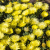 100 Gelato YELLOW ICE PLANT Mesembryanthemum Daisy Livingstone Succulent Flower Seeds
