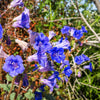 200 CALIFORNIA BLUEBELL (Wild Canterbury Bells / Desert Blue Bell) Phacelia Campanularia Flower Seeds