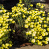 100 Gelato YELLOW ICE PLANT Mesembryanthemum Daisy Livingstone Succulent Flower Seeds
