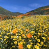 1500 CALIFORNIA SUNSHINE GOLDFIELDS Lasthenia Glabrata Yellow Flower Seeds