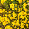 1500 CALIFORNIA SUNSHINE GOLDFIELDS Lasthenia Glabrata Yellow Flower Seeds