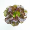 3000 BRONZE MIGNONETTE LETTUCE Butterhead Lactuca Sativa Vegetable Seeds