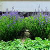 50 BLUE WILD INDIGO (False Indigo) Baptisia Australis Flower Seeds
