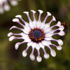 5 WHIRLIGIG OSTEOSPERMUM Fruticosum Pinwheel African Cape Daisy Flower Seeds