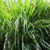 100 LEMONGRASS East Indian Lemon Grass Fragrant Ornamental Edible Cymbopogon Flexuosus Seeds