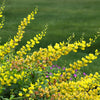 25 YELLOW WILD INDIGO Baptisia Tinctoria False Indigo Flower Seeds
