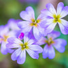 4000 VIRGINIA STOCK Malcolmia Maritima Flower Seeds