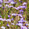 1000 BIRDS EYES Gilia Tricolor Lavender White Native Fragrant Hummingbird Flower Seeds