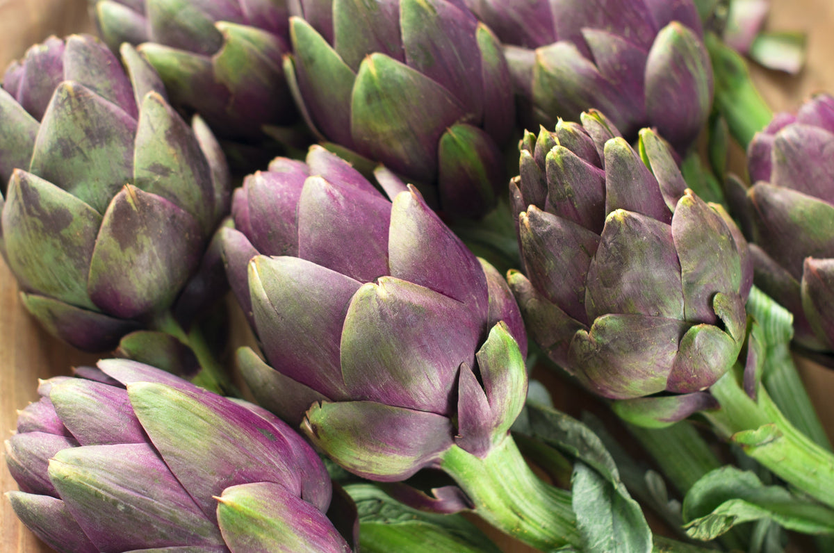 Purple Romagna Artichoke Seeds – Italian Cynara Scolymus Flower Vegetable – photo 8