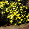 100 Gelato YELLOW ICE PLANT Mesembryanthemum Daisy Livingstone Succulent Flower Seeds