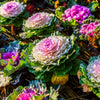 60 ORNAMENTAL KALE MIXED Colors Brassica Oleracea Flower Seeds