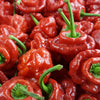 Red Jamaican Hot Pepper Seeds – Capsicum Chinense Scotch Bonnet Vegetable – photo 9