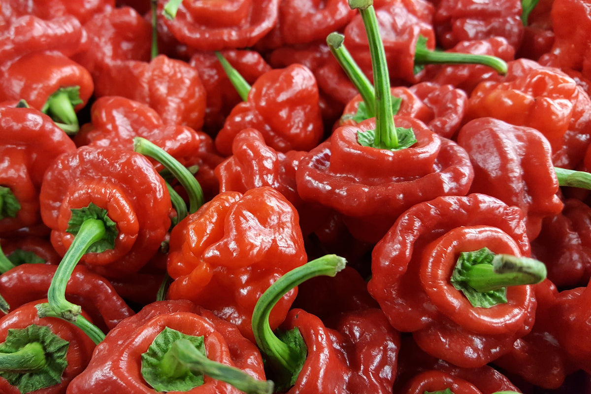 Red Jamaican Hot Pepper Seeds – Capsicum Chinense Scotch Bonnet Vegetable – photo 9