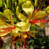 5 DESERT BIRD OF PARADISE Shrub Caesalpinia Gilliesii Poinciana Red & Yellow Flower Seeds