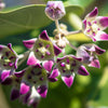 10 GIANT MILKWEED Sodom Apple Calotropis Procera Crown Flower Shrub Seeds
