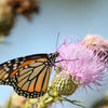 100 ORGANIC Blessed MILK THISTLE Silybum Marianum Hummingbird Purple Flower Seeds