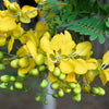 300 Yellow PARTRIDGE PEA (Sleeping Plant / Sensitive Pea) Chamaecrista Fasciculata Flower Seeds