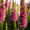 1000 PINK FOXGLOVE Digiitalis Purpurea Flower Seeds