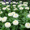 250 White POLAR BEAR ZINNIA Elegans Flower Seeds