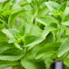 50 STEVIA ( Sweetleaf / Sweet Leaf / Sugarleaf ) Stevia Rebaudiana Sugar Flower Herb Seeds