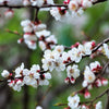 5 COMMON APRICOT Fruit Tree Prunus Armeniaca White Pink Flower Seeds