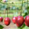 10 TAMARILLO / TREE TOMATO Cyphomandra Betacea Solanum Fruit Tree Seeds