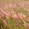 40 SQUIRREL TAIL Barley GRASS (Foxtail Barley) Hordeum Jubatum Ornamental Seeds