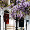 Blue Moon Wisteria