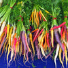 500 RAINBOW CARROT MIX White Red Yellow Purple Orange Daucus Carrota Seeds
