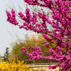40 CHINESE REDBUD Cercis Chinensis Shrub Small Tree Pink Purple Flower Seeds