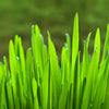 200 ORGANIC OAT Oats Avena Sativa Grain Vegetable Seeds