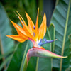 5 TROPICAL BIRD OF PARADISE Strelitzia Reginae Crane Flower Houseplant Seeds