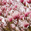 5 SAUCER MAGNOLIA x Soulangeana Denudata & Liliiflora 5 - 10" Pink & White Flower Tulip Tree Seeds