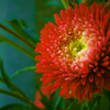 30 Double SCARLET PAEONY ASTER Red Peony Callistephus Flower Seeds