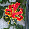 10 RED GLORIOSA LILY Flame Lily Gloriosa Superba Red & Yellow Flower Vine Seeds