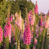 1000 PINK FOXGLOVE Digiitalis Purpurea Flower Seeds