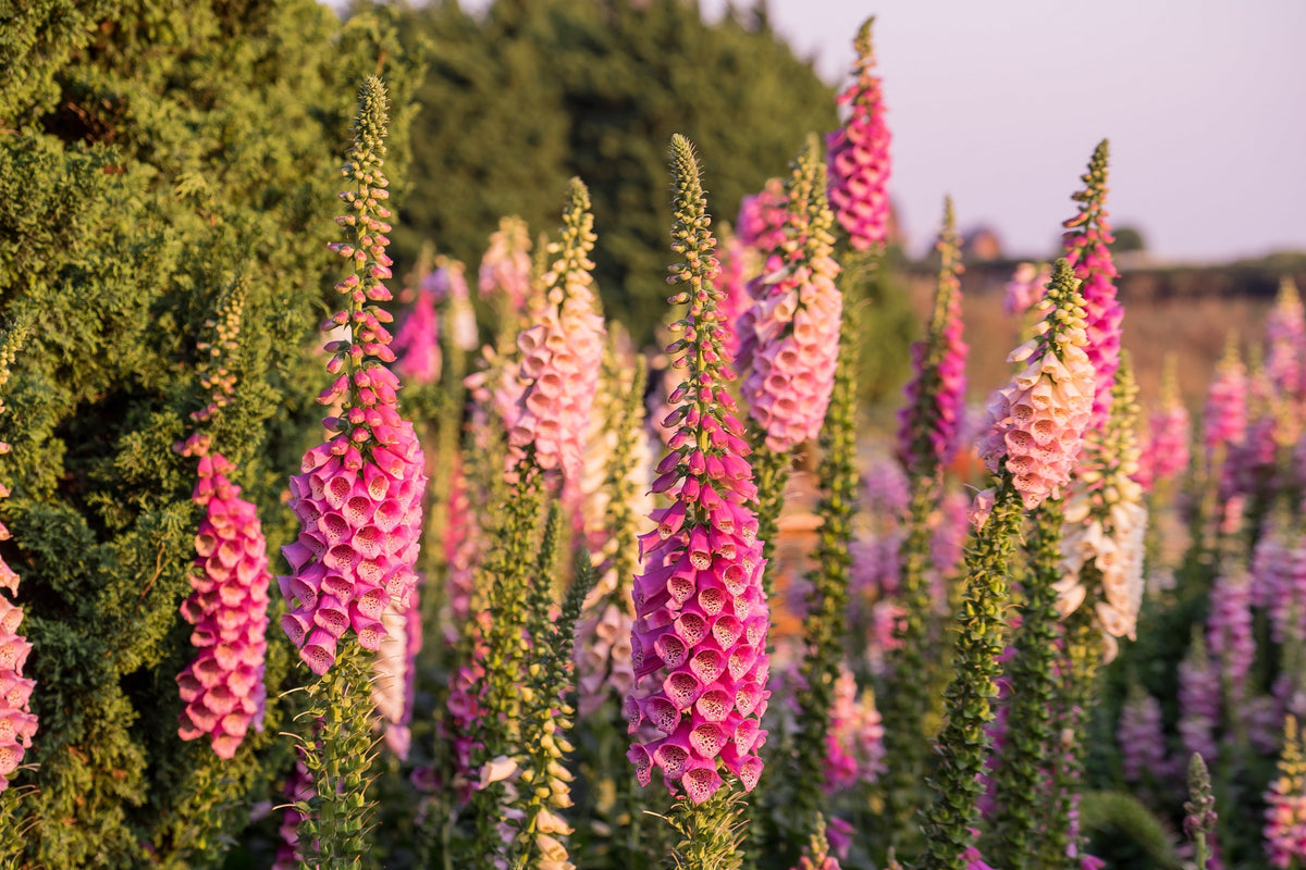 Foxglove Excelsior Mix Seeds – Digitalis Purpurea Mixed Colors Flower – photo 7