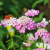 1000 ROSE CARDINAL CANDYTUFT Iberis Umbellata Flower Seeds