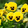 50 YELLOW & BROWN PANSY Swiss Giant Violet Viola Wittrockiana Flower Seeds