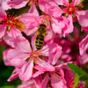 5 DWARF RUSSIAN ALMOND Prunus Tenella Rose Red Pink Fragrant Flower Shrub Seeds