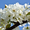 20 ASIAN PEAR TREE Pyrus Pyrifolia Oriental Japanese Fruit Seeds