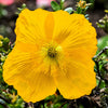 10 MIXED HIMALAYAN POPPY Blue Red Violet Meconopsis Napaulensis Mix Flower Seeds