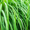 100 LEMONGRASS East Indian Lemon Grass Fragrant Ornamental Edible Cymbopogon Flexuosus Seeds
