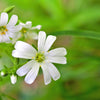 50 Organic CHICKWEED Stellaria Media Starwort Stitchwort White Flower Herb Seeds