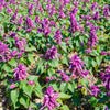 20 BRIGHT PURPLE SALVIA Splendens Scarlet Sage Flower Seeds
