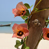 10 PORTIA TREE Yellow Pink Purple Flowers Change Color Pacific Rosewood Tulip Thespesia Populnea Seeds