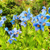10 BLUE HIMALAYAN POPPY Tibetan Meconopsis Betonicifolia Flower Seeds