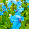 10 BLUE HIMALAYAN POPPY Tibetan Meconopsis Betonicifolia Flower Seeds